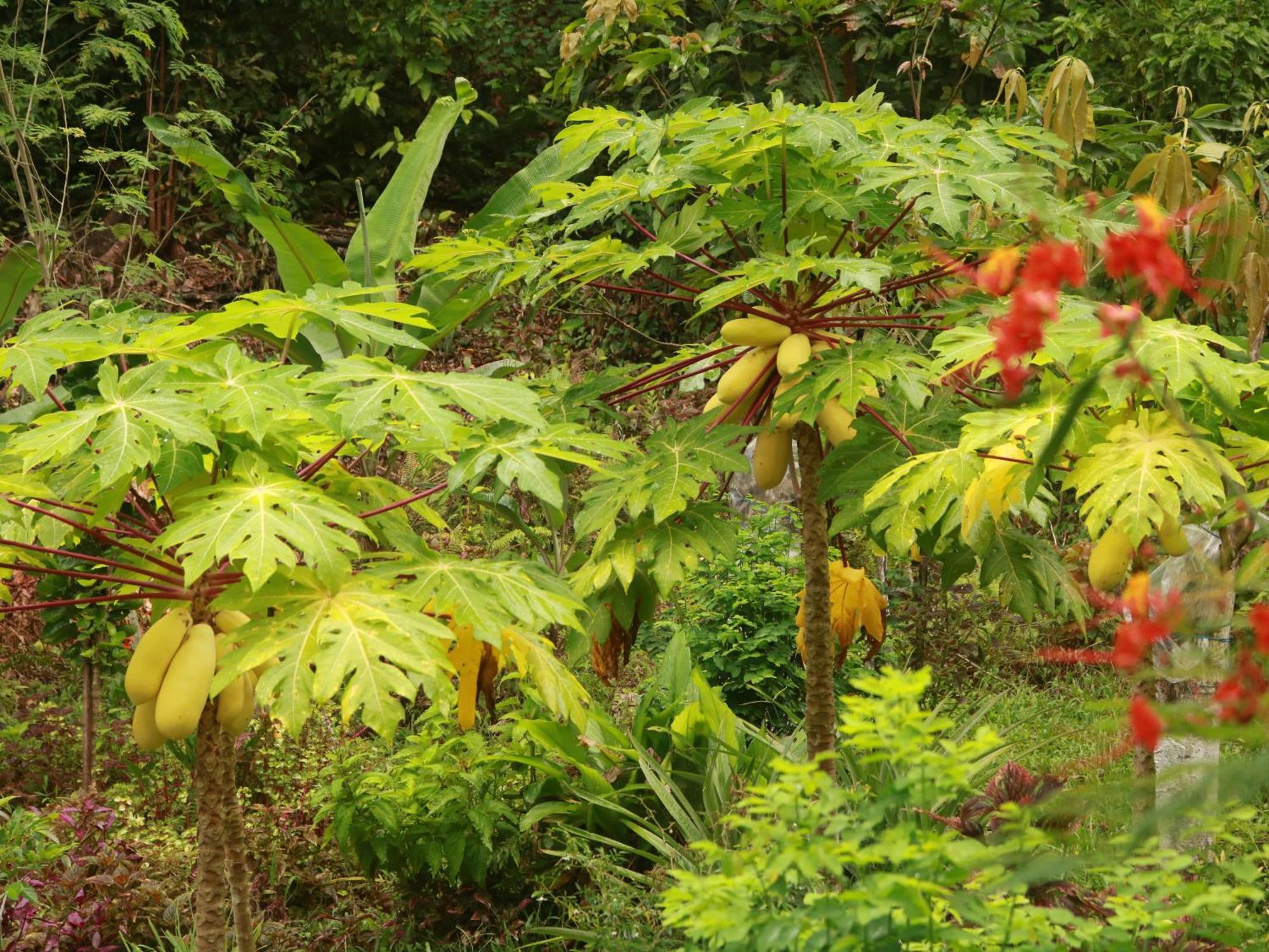 Tapokreng Raja Ampat Eco Lodge מראה חיצוני תמונה